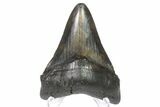 Fossil Megalodon Tooth - Georgia #151507-1
